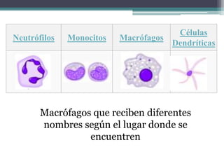 Neutrófilos Monocitos Macrófagos
Células
Dendríticas
Macrófagos que reciben diferentes
nombres según el lugar donde se
encuentren
 