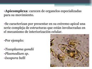 •Apicomplexa: carecen de organelos especializadas
para su movimiento.
•Se caracterizan por presentar en su extremo apical una
serie compleja de estructuras que están involucradas en
el mecanismo de interiorización celular.
•Por ejemplo:
•Toxoplasma gondii
•Plasmodium sp.
•Isospora belli
 