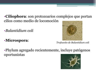 •Ciliophora: son protozoarios complejos que portan
cilios como medio de locomoción
•Balantidium coli
•Microspora:
•Phylum agregado recientemente, incluye patógenos
oportunistas
Trofozoito de Balantidium coli
 