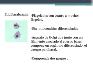 ▫Flagelados con cuatro a muchos
flagelos.
▫Sin mitocondrias diferenciadas
▫Aparato de Golgi que junto con un
filamento asociado al cuerpo basal
compone un orgánulo diferenciado, el
cuerpo parabasal.
▫Comprende dos grupos :
Filo Parabasalia:
 