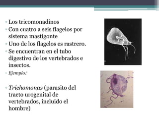 ▫ Los tricomonadinos
▫ Con cuatro a seis flagelos por
sistema mastigonte
▫ Uno de los flagelos es rastrero.
▫ Se encuentran en el tubo
digestivo de los vertebrados e
insectos.
▫ Ejemplo:
▫ Trichomonas (parasito del
tracto urogenital de
vertebrados, incluido el
hombre)
 