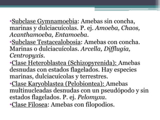 •Subclase Gymnamoebia: Amebas sin concha,
marinas y dulciacuícolas. P. ej. Amoeba, Chaos,
Acanthamoeba, Entamoeba.
•Subclase Testacealobosia: Amebas con concha.
Marinas o dulciacuícolas. Arcella, Difflugia,
Centropyxis.
•Clase Heteroblastea (Schizopyrenida): Amebas
desnudas con estados flagelados. Hay especies
marinas, dulciacuícolas y terrestres.
•Clase Karyoblastea (Pelobiontea): Amebas
multinucleadas desnudas con un pseudópodo y sin
estados flagelados. P. ej. Pelomyxa.
•Clase Filosea: Amebas con filopodios.
 