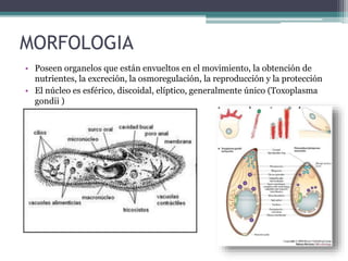 MORFOLOGIA
• Poseen organelos que están envueltos en el movimiento, la obtención de
nutrientes, la excreción, la osmoregulación, la reproducción y la protección
• El núcleo es esférico, discoidal, elíptico, generalmente único (Toxoplasma
gondii )
 