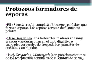 Protozoos formadores de
esporas
•Filo Sporozoa o Apicomplexa: Protozoos parásitos que
forman esporas. Las esporas carecen de filamentos
polares.
•Clase Gregarinea: Los trofozoitos maduros son muy
grandes y se desarrollan en el tubo digestivo o
cavidades corporales del hospedador. parásitos de
anélidos y artrópodos.
• P. ej. Gregarina, Monocystis (son parásitos comunes
de los receptáculos seminales de la lombriz de tierra).
 