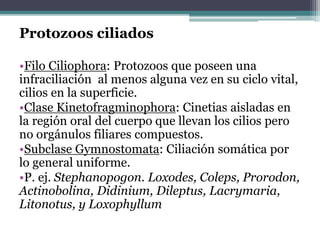 Protozoos ciliados
•Filo Ciliophora: Protozoos que poseen una
infraciliación al menos alguna vez en su ciclo vital,
cilios en la superficie.
•Clase Kinetofragminophora: Cinetias aisladas en
la región oral del cuerpo que llevan los cilios pero
no orgánulos filiares compuestos.
•Subclase Gymnostomata: Ciliación somática por
lo general uniforme.
•P. ej. Stephanopogon. Loxodes, Coleps, Prorodon,
Actinobolina, Didinium, Dileptus, Lacrymaria,
Litonotus, y Loxophyllum
 