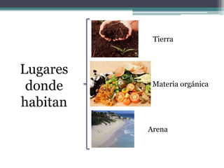 Tierra
Materia orgánica
Arena
Lugares
donde
habitan
 