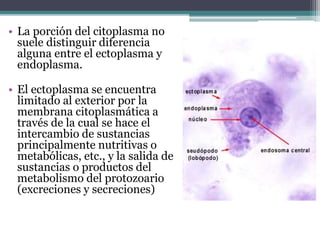• La porción del citoplasma no
suele distinguir diferencia
alguna entre el ectoplasma y
endoplasma.
• El ectoplasma se encuentra
limitado al exterior por la
membrana citoplasmática a
través de la cual se hace el
intercambio de sustancias
principalmente nutritivas o
metabólicas, etc., y la salida de
sustancias o productos del
metabolismo del protozoario
(excreciones y secreciones)
 