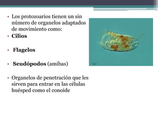 • Los protozoarios tienen un sin
número de organelos adaptados
de movimiento como:
• Cilios
• Flagelos
• Seudópodos (amibas)
• Organelos de penetración que les
sirven para entrar en las células
huésped como el conoide
 