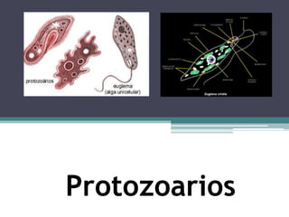 Protozoarios
 