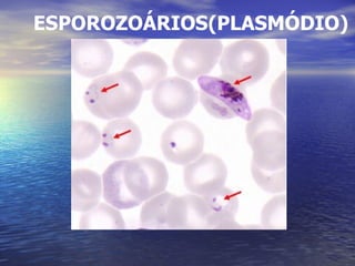 ESPOROZOÁRIOS(PLASMÓDIO) 