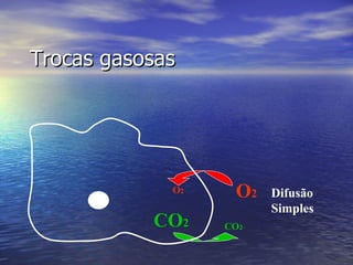 Trocas gasosas O 2 CO 2 Difusão Simples O 2 CO 2 