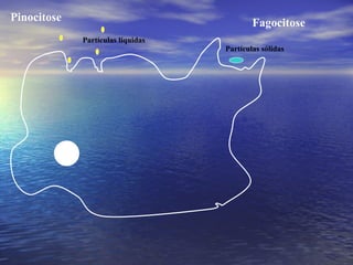 Pinocitose  Fagocitose Partículas líquidas Partículas sólidas 