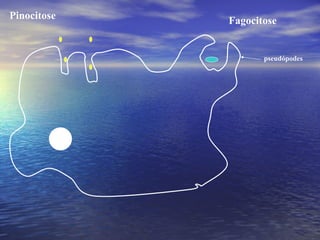 Pinocitose  Fagocitose pseudópodes 