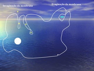 Invaginação da membrana Evaginação da membrana 