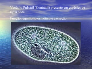 Vacúolo Pulsátil (Contrátil) presente em espécies de água doce. Função: equilíbrio osmótico e excreção 