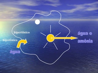 água hipotônico hipertônico água e amônia 