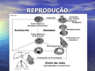 REPRODUÇÃO 