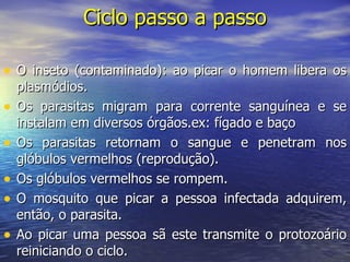 O inseto (contaminado): ao picar o homem libera os plasmódios. Os parasitas migram para corrente sanguínea e se instalam em diversos órgãos.ex: fígado e baço Os parasitas retornam o sangue e penetram nos glóbulos vermelhos (reprodução). Os glóbulos vermelhos se rompem. O mosquito que picar a pessoa infectada adquirem, então, o parasita. Ao picar uma pessoa sã este transmite o protozoário reiniciando o ciclo. Ciclo passo a passo 