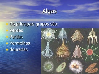 Algas Os principais grupos são: Verdes Pardas Vermelhas  douradas 