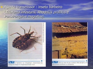Agente transmissor : inseto barbeiro  ( Triatoma infestans, Rhodnius prolixus  e  Panstrongylus megistus). 