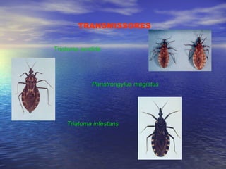 TRANSMISSORES Triatoma sordida Panstrongylus megistus Triatoma infestans 