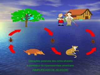 Interações possíveis dos ciclos silvestre e doméstico da  tripanosomíase americana  (SIMPLIFICADO DE ZELEDÓN). 