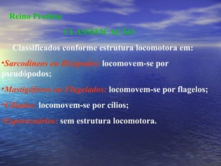 Reino Protista CLASSIFICAÇÃO Classificados conforme estrutura locomotora em: Sarcodíneos ou Rizópodes:  locomovem-se por pseudópodos; Mastigóforos ou Flagelados:  locomovem-se por flagelos; Ciliados:  locomovem-se por cílios; Esporozoários :  sem estrutura locomotora. 