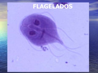 FLAGELADOS 