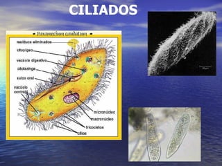 CILIADOS 