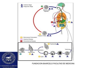 FUNDACION BAARCELO FACULTAD DE MEDICINA
 