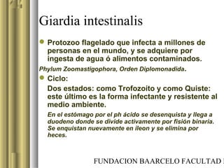 FUNDACION BAARCELO FACULTAD D
Giardia intestinalis
Protozoo flagelado que infecta a millones de
personas en el mundo, y se adquiere por
ingesta de agua ó alimentos contaminados.
Phylum Zoomastigophora, Orden Diplomonadida.
Ciclo:
Dos estados: como Trofozoíto y como Quiste:
este último es la forma infectante y resistente al
medio ambiente.
En el estómago por el ph ácido se desenquista y llega a
duodeno donde se divide activamente por fisión binaria.
Se enquistan nuevamente en íleon y se elimina por
heces.
 