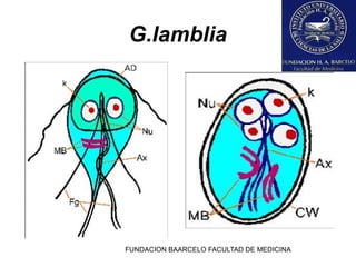 FUNDACION BAARCELO FACULTAD DE MEDICINA
G.lamblia
 
