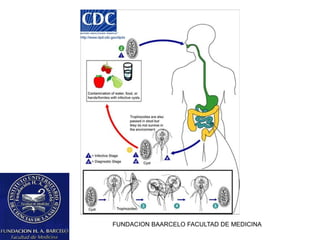 FUNDACION BAARCELO FACULTAD DE MEDICINA
 