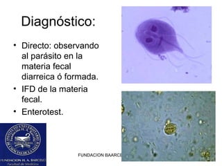 FUNDACION BAARCELO FACULTAD DE MEDICINA
Diagnóstico:
• Directo: observando
al parásito en la
materia fecal
diarreica ó formada.
• IFD de la materia
fecal.
• Enterotest.
 