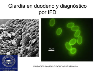 FUNDACION BAARCELO FACULTAD DE MEDICINA
Giardia en duodeno y diagnóstico
por IFD
 