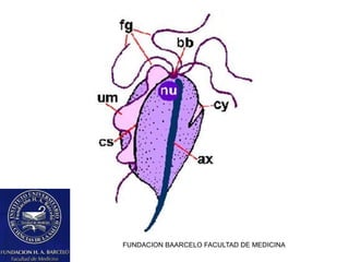 FUNDACION BAARCELO FACULTAD DE MEDICINA
 