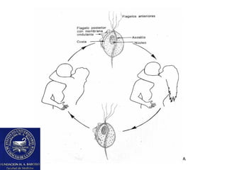 FUNDACION BAARCELO FACULTAD DE MEDICINA
 