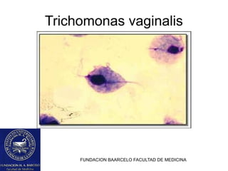 FUNDACION BAARCELO FACULTAD DE MEDICINA
Trichomonas vaginalis
 