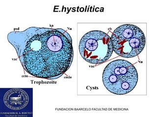 FUNDACION BAARCELO FACULTAD DE MEDICINA
E.hystolítica
 