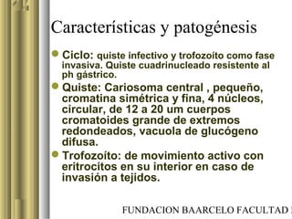 FUNDACION BAARCELO FACULTAD D
Características y patogénesis
Ciclo: quiste infectivo y trofozoíto como fase
invasiva. Quiste cuadrinucleado resistente al
ph gástrico.
Quiste: Cariosoma central , pequeño,
cromatina simétrica y fina, 4 núcleos,
circular, de 12 a 20 um cuerpos
cromatoides grande de extremos
redondeados, vacuola de glucógeno
difusa.
Trofozoíto: de movimiento activo con
eritrocitos en su interior en caso de
invasión a tejidos.
 