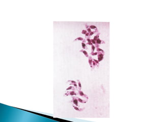 Protozoarios tisulares