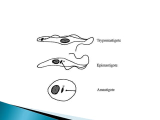 Protozoarios tisulares