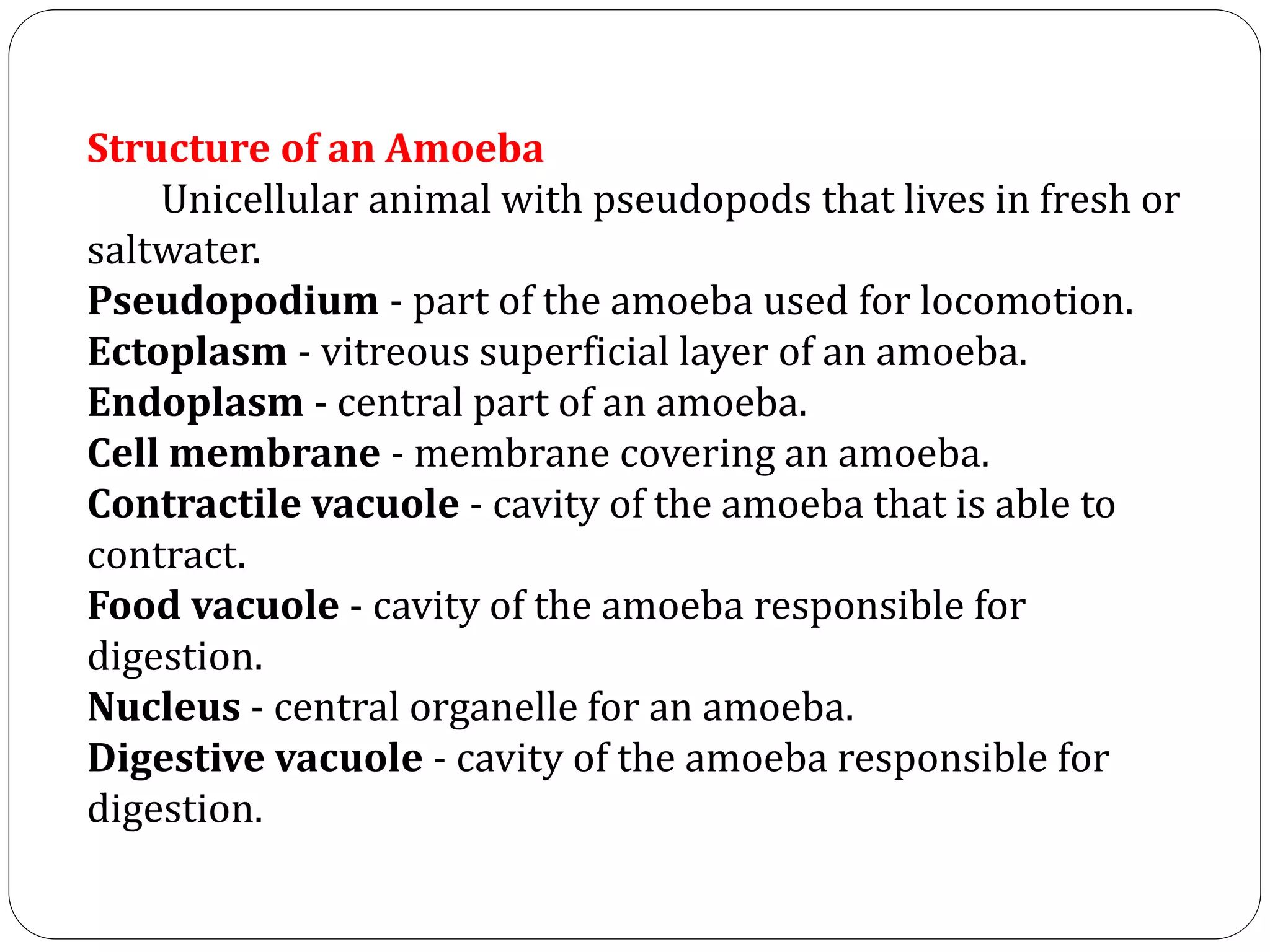 Structure of an Amoeba
Unicellular animal with pseudopods that lives in fresh or
saltwater.
Pseudopodium - part of the amoeba used for locomotion.
Ectoplasm - vitreous superficial layer of an amoeba.
Endoplasm - central part of an amoeba.
Cell membrane - membrane covering an amoeba.
Contractile vacuole - cavity of the amoeba that is able to
contract.
Food vacuole - cavity of the amoeba responsible for
digestion.
Nucleus - central organelle for an amoeba.
Digestive vacuole - cavity of the amoeba responsible for
digestion.
