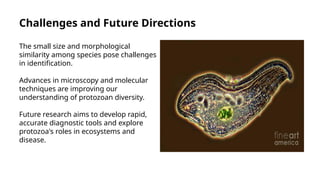 Protozoa Their Morphology Structure And Methods Of Study.pptx