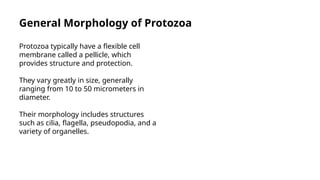 Protozoa Their Morphology Structure And Methods Of Study.pptx
