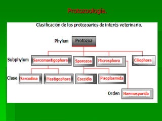 Protozoología.
 