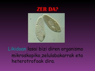 ZER DA? Likidoan  lasai bizi diren organismo mikroskopiko,zelulabakarrak eta heterotrofoak dira. 