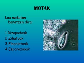 MOTAK Lau motatan banatzen dira: 1 Rizopodoak 2 Ziliatuak 3 Flagelatuak 4 Esporozooak 