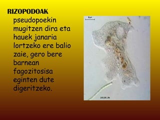 RIZOPODOAK   pseudopoekin mugitzen dira eta hauek janaria lortzeko ere balio zaie, gero bere barnean fagozitosisa eginten dute digeritzeko. 