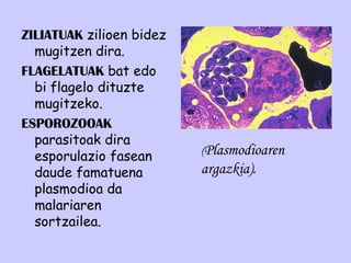 ZILIATUAK   zilioen bidez   mugitzen dira. FLAGELATUAK   bat edo bi   flagelo dituzte mugitzeko. ESPOROZOOAK  parasitoak dira esporulazio fasean daude famatuena plasmodioa da malariaren sortzailea. ( Plasmodioaren argazkia). 